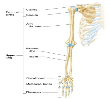 <p>Pectoral girdle – clavicle and scapula; supports 30 bones that make up upper limb; all are components of appendicular skeleton</p><ul><li><p>Each clavicle end is distinct and palpable through skin</p></li></ul><p></p>