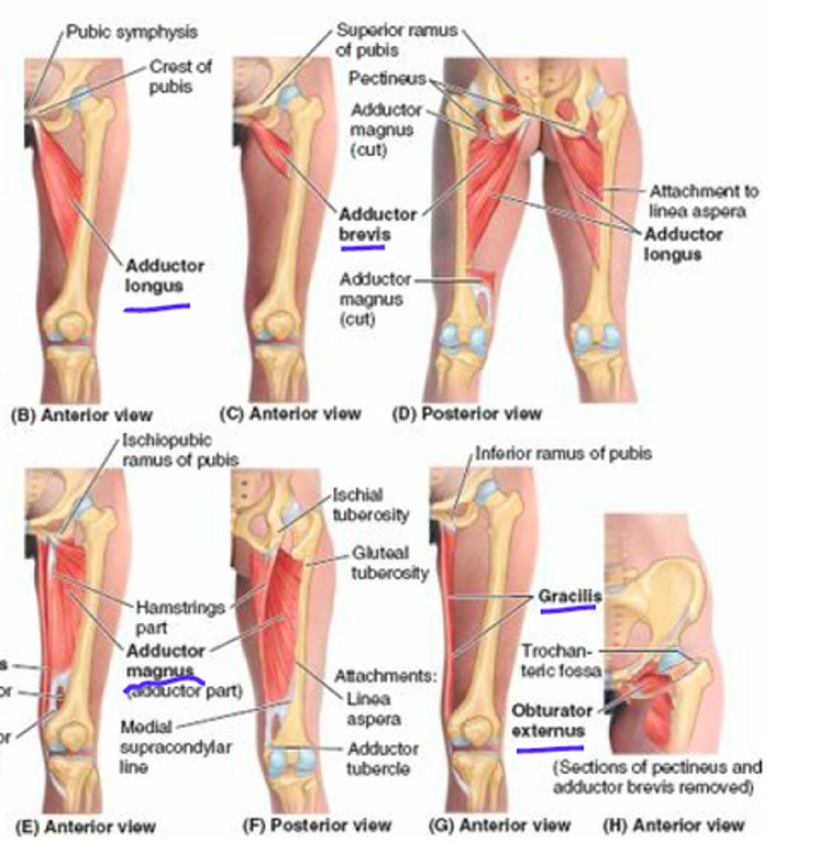 <p>Medially rotate the thigh and press thighs together</p>