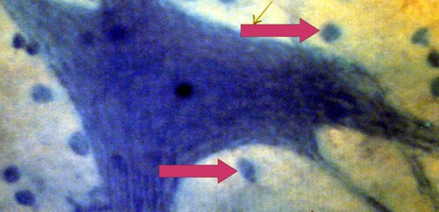 <p>functions to support and nourish neurons; does NOT transmit electrical impulses</p>