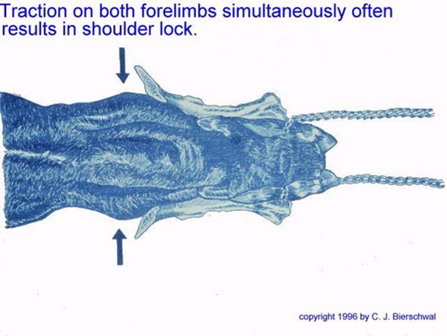 <p>Another person must rotate the calf.</p>
