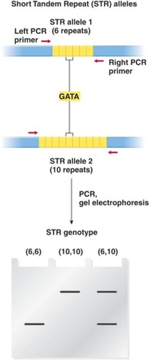 <p>By PCR with primers flanking the repeat sequence.</p>