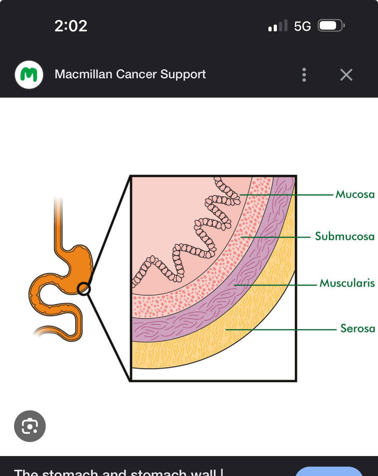<ol><li><p>Mucosa- innermost layer</p></li><li><p>Submucosa- layer of connective tissues </p></li><li><p>Muscular- contains smooth muscle </p></li><li><p>Serosa-outermost layer hold stomach in place</p></li></ol><p></p>
