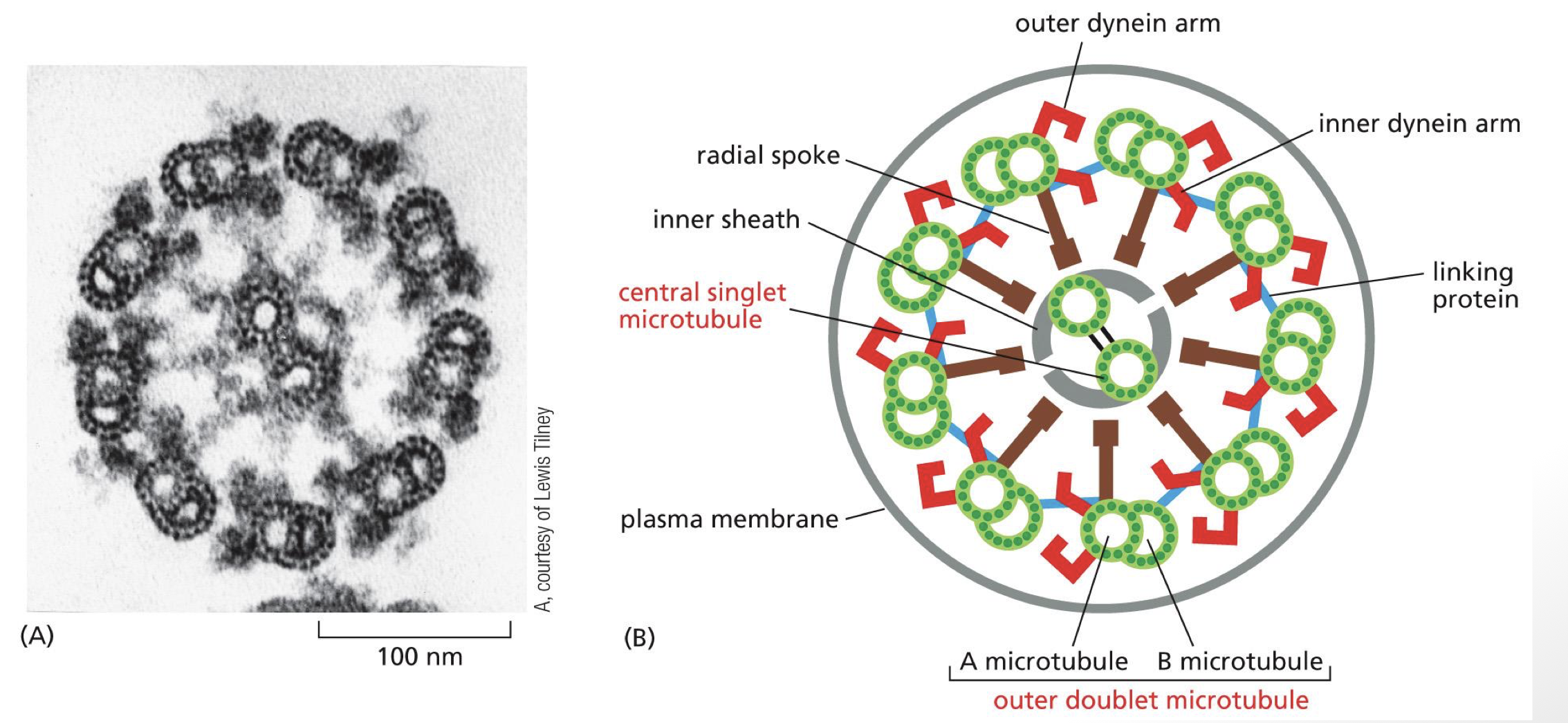 <p>9 + 2 arrangements</p><ul><li><p>doublets have one A and one B microtubule</p><ul><li><p>dynein associate with A microtubule on tail</p></li><li><p>dynein head walk on B microtubule on adjacent doublet</p></li><li><p>center 2 are important for stability / organization</p></li></ul></li></ul><p></p>