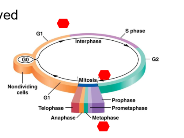 <ul><li><p>G1/S checkpoint = monitors size cell has achieved (big enough to divide?), evaluates condition of DNA (DNA integrity)</p></li><li><p>G2/M checkpoint = monitors if DNA replication is incomplete (pause cell if there is damage) monitors damaged DNA</p></li><li><p>M checkpoint = monitors successful formation of spindle fibers system and attachment to kinetochores</p></li></ul><p></p>