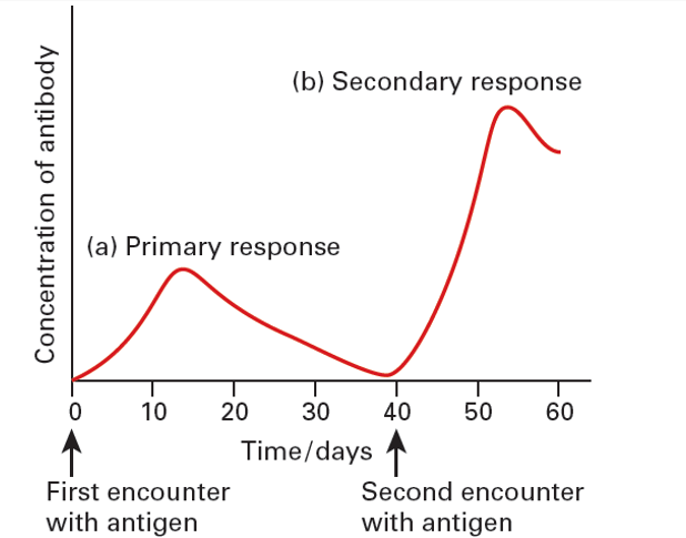 <p><strong><em>primary immune response</em></strong></p><p>-exposed to pathogen for the first time</p><p>-slow</p><p>-B and T lymphocytes</p><p>-yes</p><p>-low</p><p><strong><em>secondary immune response</em></strong></p><p>-exposed to pathogen for the second time</p><p>-fast</p><p>-memory B and T cells</p><p>-unlikely</p><p>-high</p><p>SIMILARITIES</p><p>-both involve the production of antibodies</p><p>-both are triggered by the presence of a pathogen</p>