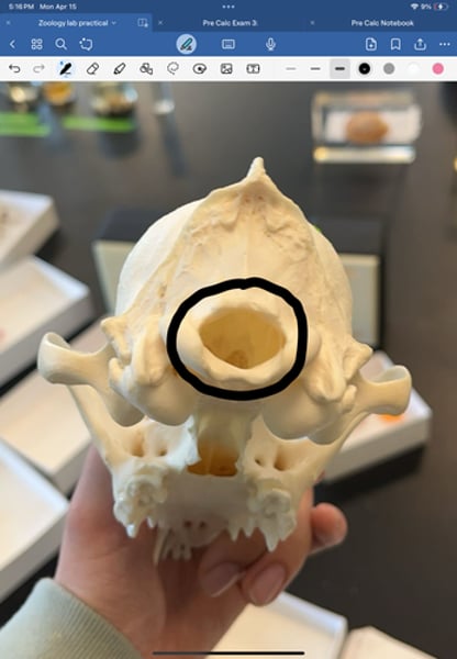 <p>opening in the skull providing a place for nerves or blood vessels to pass through</p>