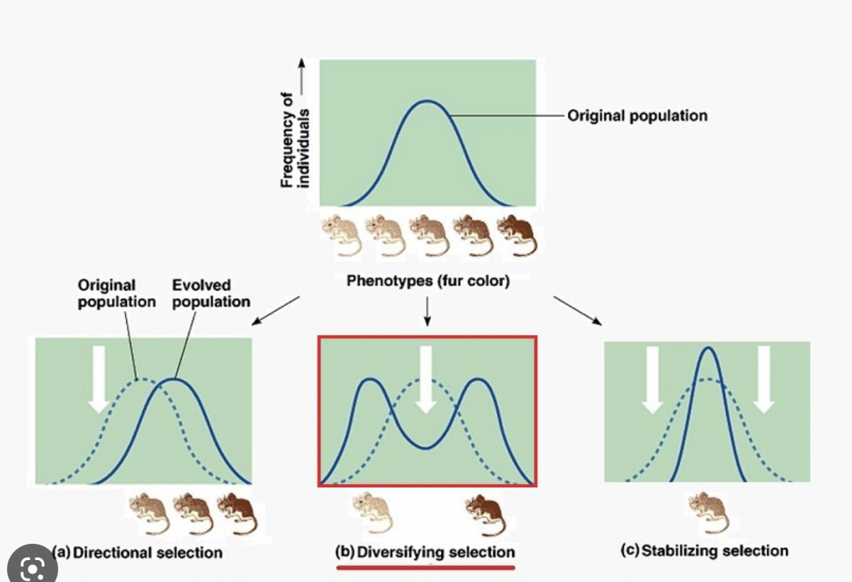 <ol><li><p>directional selection favors individuals at one end of the phenotypic range</p></li><li><p>disruptive selection favors individuals at both extremes of the phenotypic range</p></li><li><p>stabilizing selection favors intermediate variants and acts against extreme phenotypes</p></li></ol>