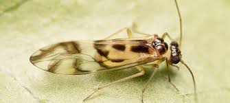 <p>Common name of order: Booklice, Barklice, Parasitic Lice. Neopteran. Hemimetabolous.</p>