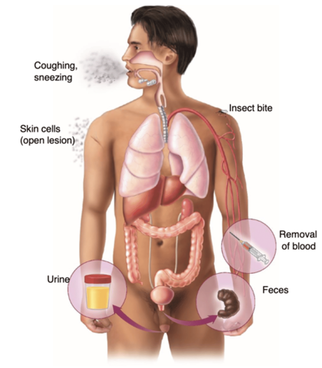 <p>Respiratory, Skin scales, Fecal exit, Urogenital tract, Removal of blood</p>