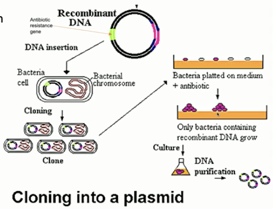 <ul><li><p>antibiotic selection </p></li><li><p>marker (GFP)</p></li><li><p>sequencing</p></li></ul><p></p>