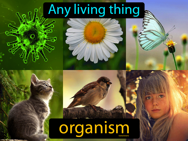 <p>an individual living thing</p>