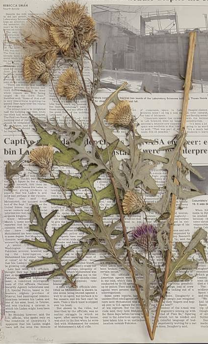 <p>plant?</p>