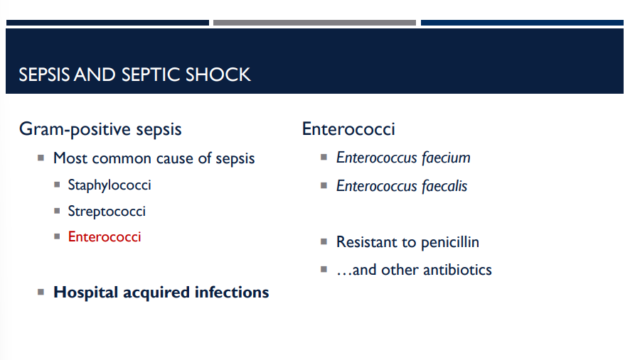 <p>A patient is shown to have <em>Enterococcus faecium </em>in their system. What makes this particular bacteria so dangerous?</p>