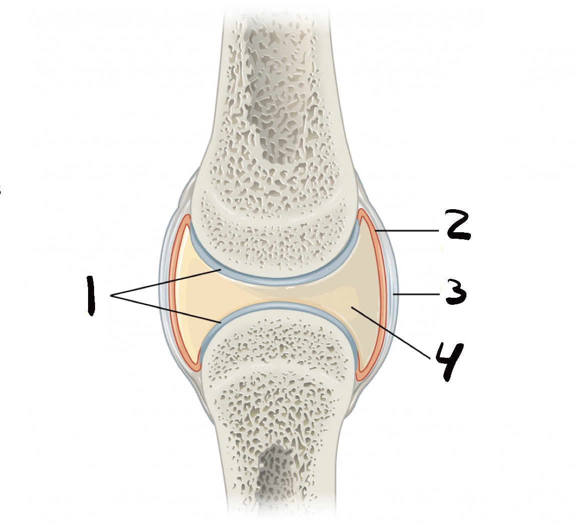 <p>1: articular cartilage </p><p>2: synovial layer</p><p>3: fibrous layer</p><p>4: joint cavity</p>