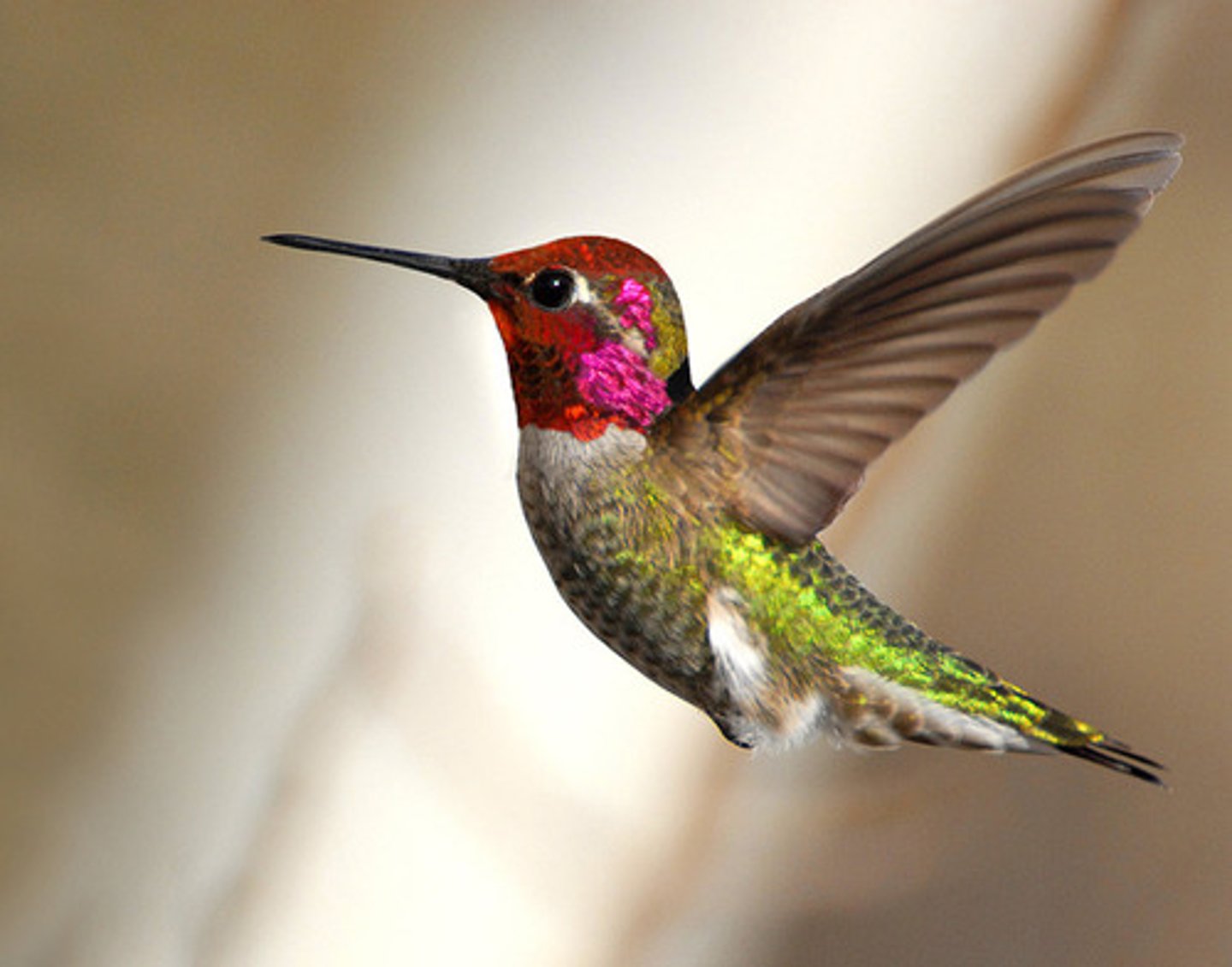 <p>Anna's Hummingbird</p>