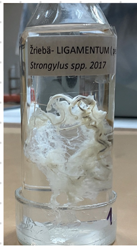 <p><strong>Small Strongyles (Cyathostomum) - Nematoda.</strong></p><ul><li><p>Genera: Cyathostomum, Cabellonema, Coronocyclus, Cylicocyclus</p></li><li><p>In cyst: resistant to most dewormers</p></li><li><p>L3: does not migrate, sheaths in environment (when eaten, they exsheat). </p></li><li><p>Location: LI and SI</p></li><li><p>Life Cycle:</p><ul><li><p>Adults live in the lining of the LI, laying eggs passed in feces → L3</p></li><li><p>L3 is ingested by the final host and encysts.</p></li><li><p>L3 can hibernate in cysts in the intestinal wall over the autumn/winter before hatching adults at the right time of year</p></li><li><p>L3 enters the wall of the cecum and LI, molts to L5, leaves the wall, and goes to the lumen to mature into adults.</p></li></ul></li><li><p>Pathogenesis:</p><ul><li><p>Underperformance, loss of condition, feed inefficiency, and predisposition to secondary diseases.</p></li><li><p>Ulcerated gut wall when L5 leave the wall.</p></li><li><p>Severe enteritis (Cyathostominosis).</p></li></ul></li><li><p>Clinical Signs:</p><ul><li><p>Severe diarrhea and weight loss.</p></li></ul></li><li><p>Treatment:</p><ul><li><p>Moxidectin is the best choice, with Ivermectin as another option.</p></li><li><p>Yearly deworming is recommended.</p></li></ul></li><li><p>Diagnosis:</p><ul><li><p>Flotation, necropsy, and larval culture for species identification.</p></li></ul></li></ul><img src="https://knowt-user-attachments.s3.amazonaws.com/31d454bc-d935-491f-8541-1d7b4bd4873e.png" data-width="100%" data-align="center"><p></p>
