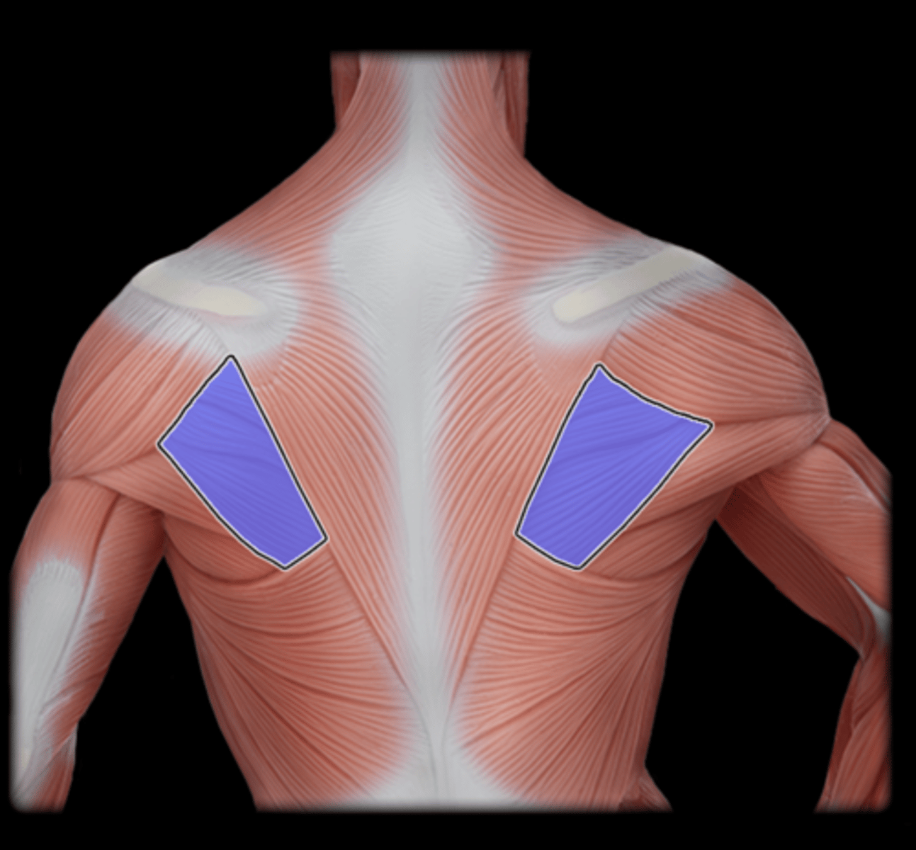 <p>What Muscle Is Highlighted?</p>
