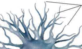 <ul><li><p>a neuron’s often bushy, branching extensions that receive and integrate messages, conducting impulses toward the cell body</p></li><li><p>input fibers that carry electrical signals into a neuron from connected cell</p></li></ul><p></p>