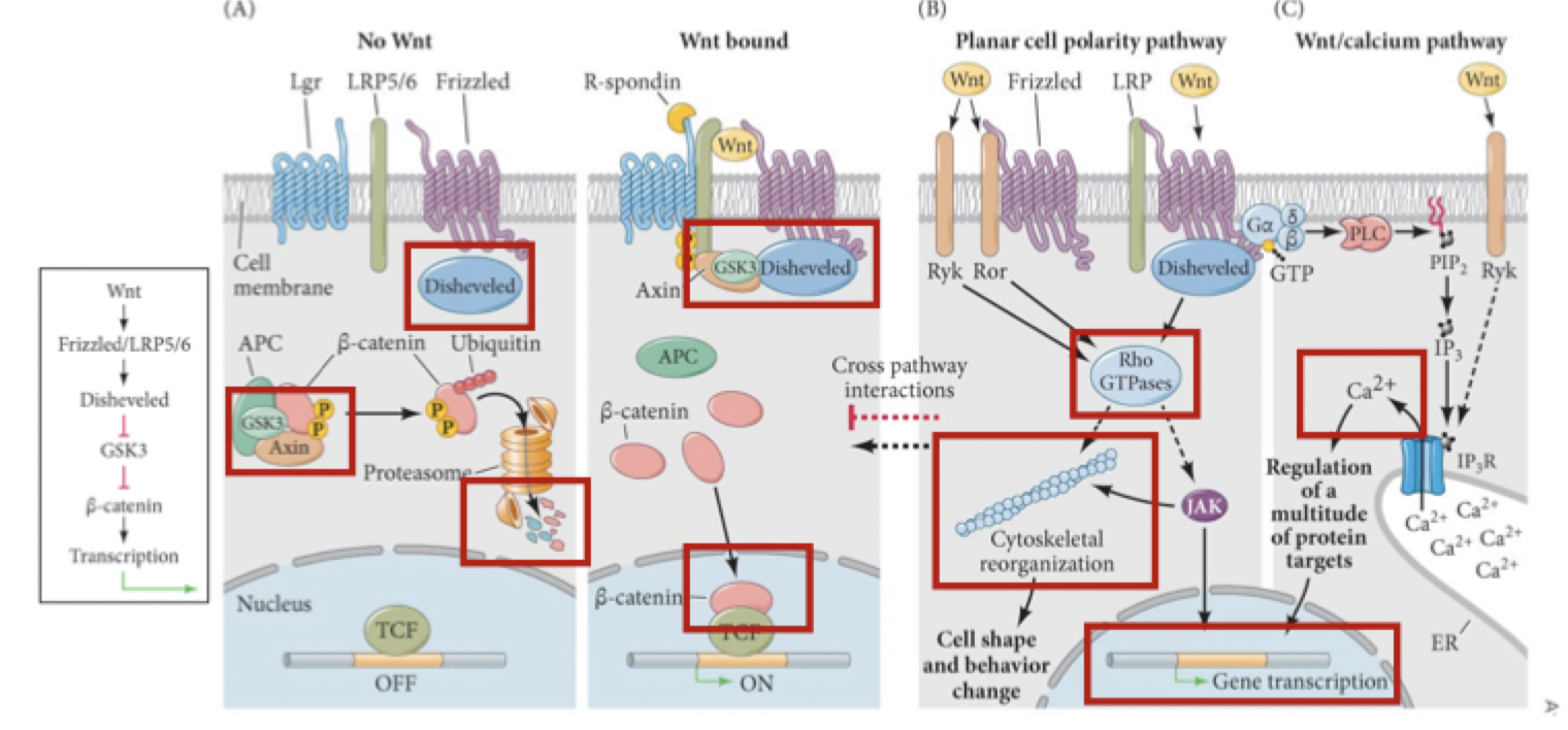 <p>what are the two main pathways that wnt uses to function? </p>