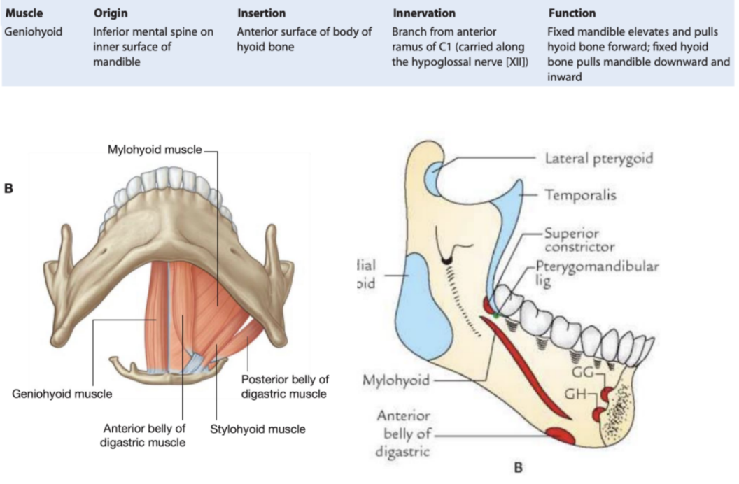 <ul><li><p>Suprahyoid muscle</p></li><li><p>Parallel to the anterior belly of the digastric muscle</p></li><li><p>Superior to the floor of the oral cavity — not generally considered a muscle of the anterior trignalge of the neck, but regarded as a suprahyoid muscle</p></li><li><p>Narrow &amp; superior to the medial part of each mylohyoid muscle</p></li><li><p>The muscles from each side are next to each other in the midline</p></li><li><p>The geniohyoid arises from the inferior mental spine of the mandible and passes backward and downward to insert on the body of the hyoid bone</p></li><li><p>2 functions depending on which bone is fixed —</p><ul><li><p>Fixation of the mandible elevates and pulls the hyoid bone forward</p></li><li><p>Fixation of the hyoid bone pulls the mandible downward and inward</p></li></ul></li><li><p>Innervated by CI</p></li></ul>