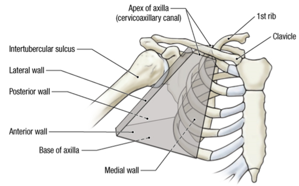 <p>bony boundary for the passageway into the upper limb </p>