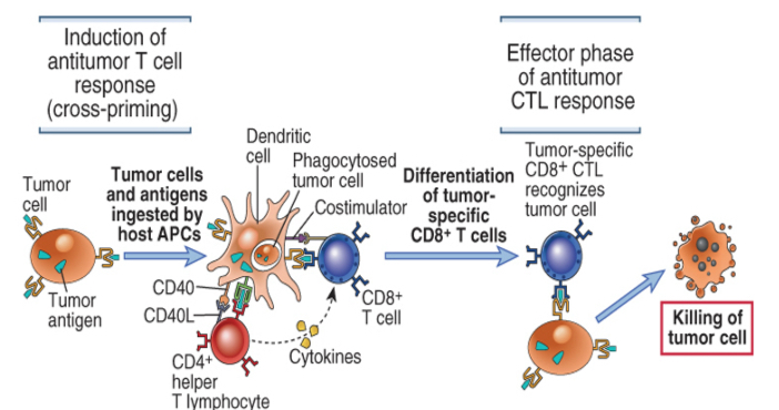 <ul><li><p>CTL responses are induced by recognition of tumor antigens on host antigen presenting cells</p></li><li><p>CD8+&nbsp;T cell responses to tumors may be induced by cross-priming (also called cross-presentation), in which the tumor cells or tumor antigens (or both) are taken up by dendritic cells, processed, and presented to T cells.</p></li><li><p>In some cases, B7 costimulators expressed by these antigen-presenting cells (APCs) provide the second signals for the differentiation of the CD8+&nbsp;T cells.</p></li><li><p>The APCs may also stimulate CD4+&nbsp;helper T cells, which may provide signals for CTL development.</p></li><li><p>Differentiated CTLs kill tumor cells without a requirement for costimulation or T cell help. CTL, Cytotoxic T lymphocyte</p></li></ul><p></p>