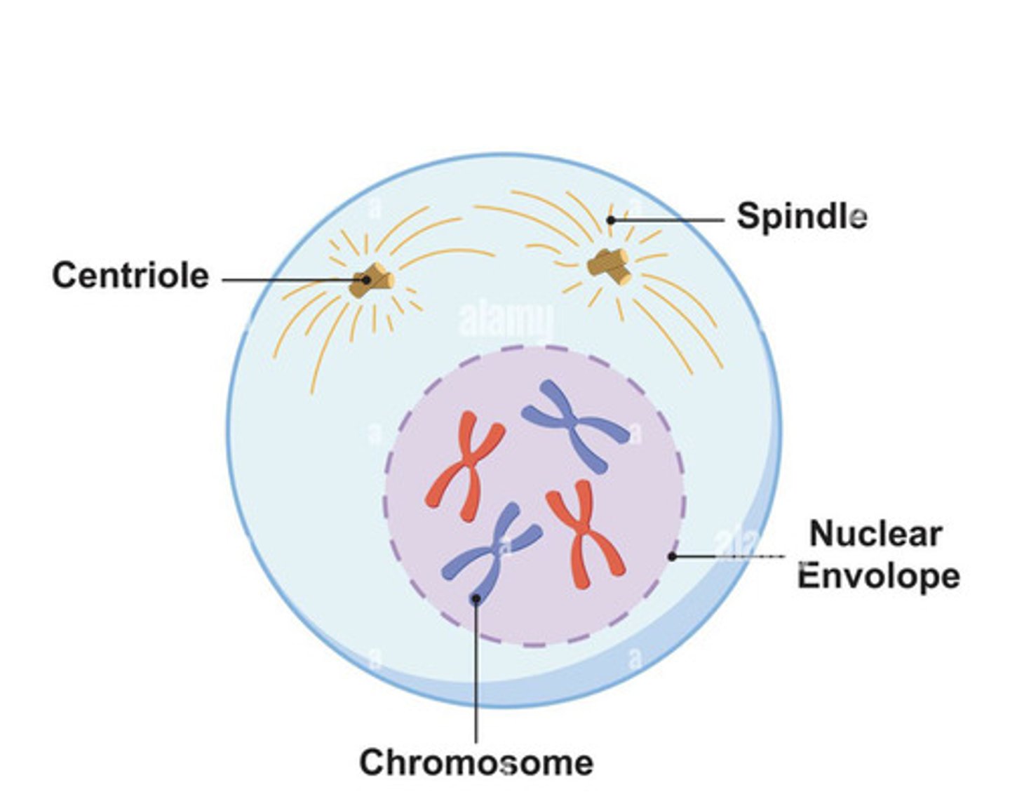 <p>What part of the cell cycle is this?</p>