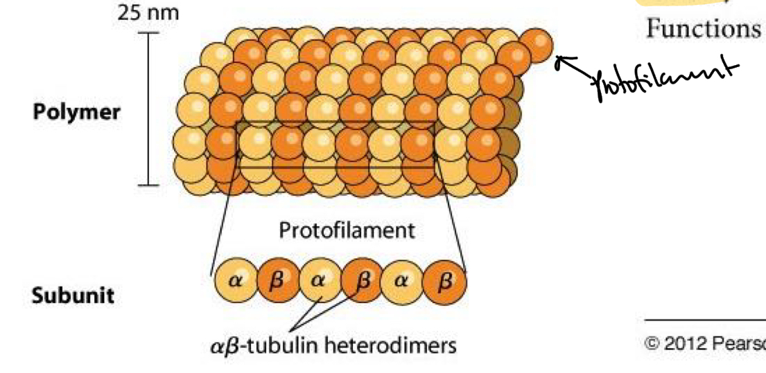 <p>The longitudinal arrays of polymers that make up Microtubules (hollow cylinder shape)</p>