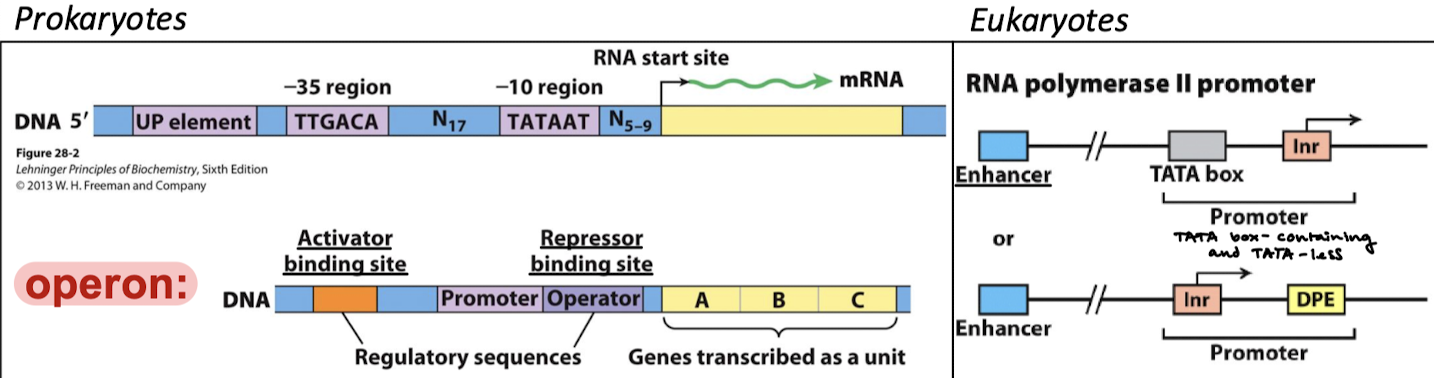 <ol><li><p>An initiation site</p></li><li><p>Regulatory DNA sequences (switch the gene on or off)</p></li></ol><p></p>