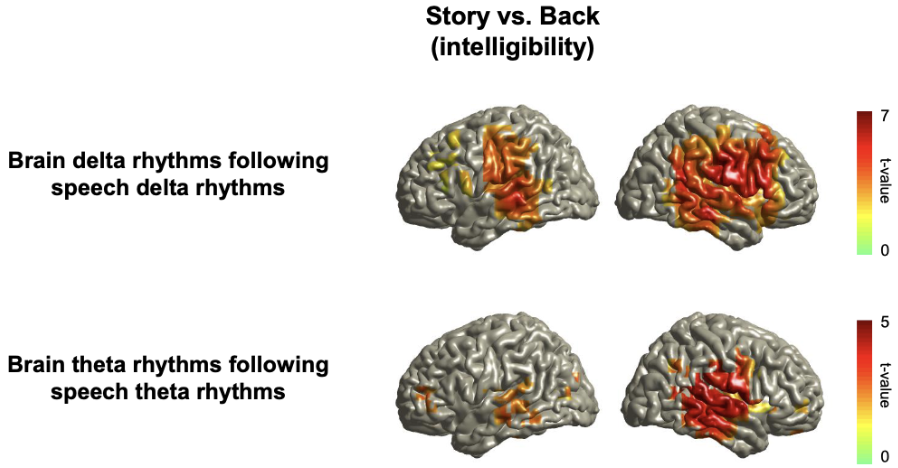 <ul><li><p>LF (delta and theta) speech tracking is more right-lateralised </p><ul><li><p>beyond the auditory cortex </p></li></ul></li></ul><p></p>