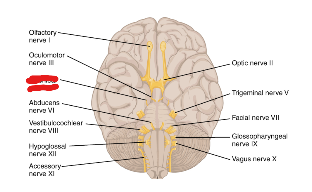 <p>What Cranial Nerve Is this?</p>