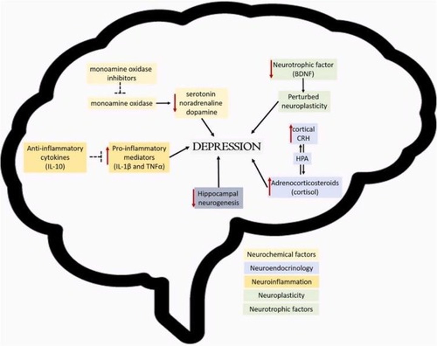 <p>Increased pro-inflammatory cytokines are associated with the pathophysiology of MDD.</p>