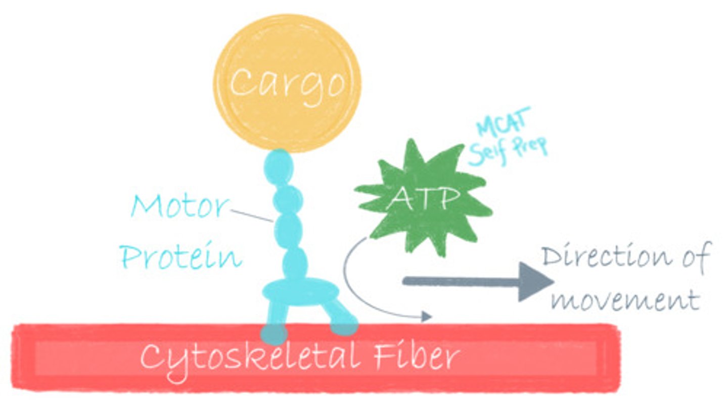<p>(B) Motor Protein</p><p>Myosin, kinesin, and dynein are all examples of motor proteins because they are capable of generating forces and are important for cell motility.</p>