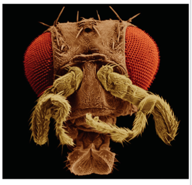 <p>a mutation in regulatory DNA occurs</p><p>the antennapedia gene is ectopically expressed in the head</p><p>result: leg or leg-like structures form on the fly’s head</p>