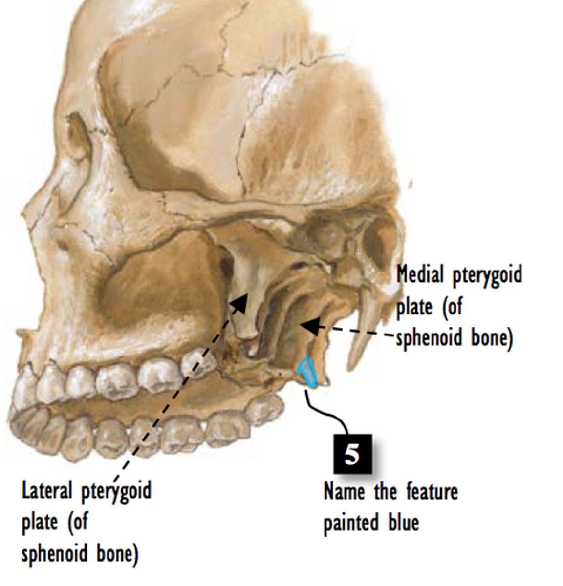 <p>inferior "legs" of spenoid split into two plates (later sides of posterior nasal apature</p>