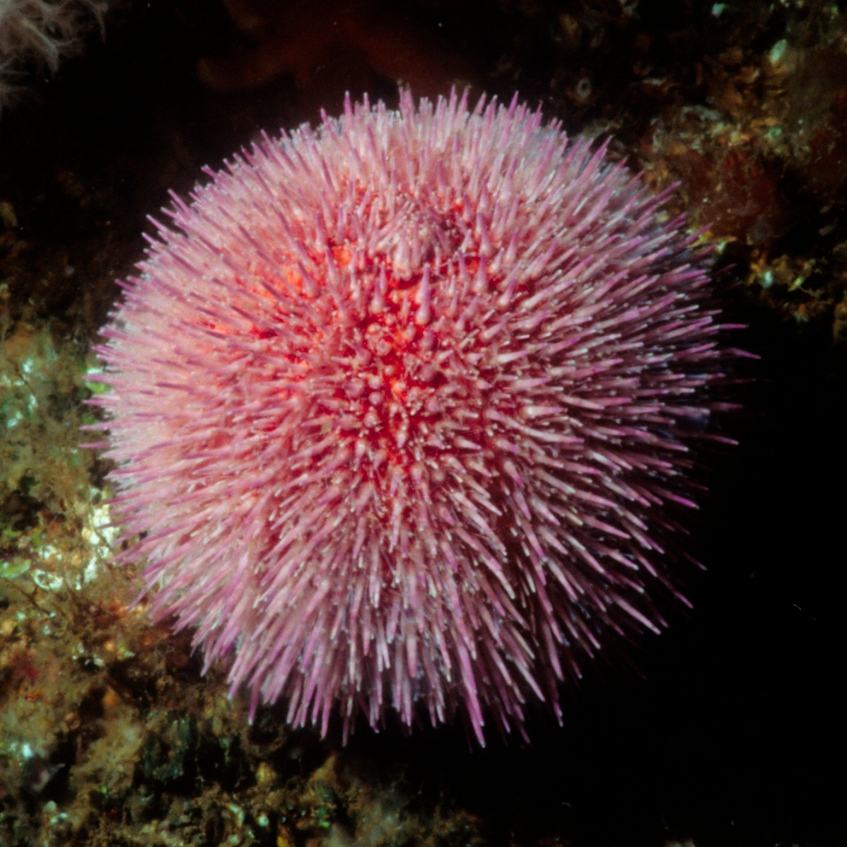 <p>Echinus (Sea urchin)</p>