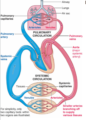 Key concept: Two **“closed loops”**

→ Vessels (arteries and veins) do not open at the ends