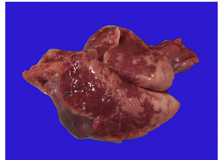 <p>what coccidia causes this? (lung pictured)</p>