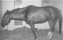 <p><span style="background-color: transparent;"><strong>Equine Motor Neuron Disease</strong></span></p>