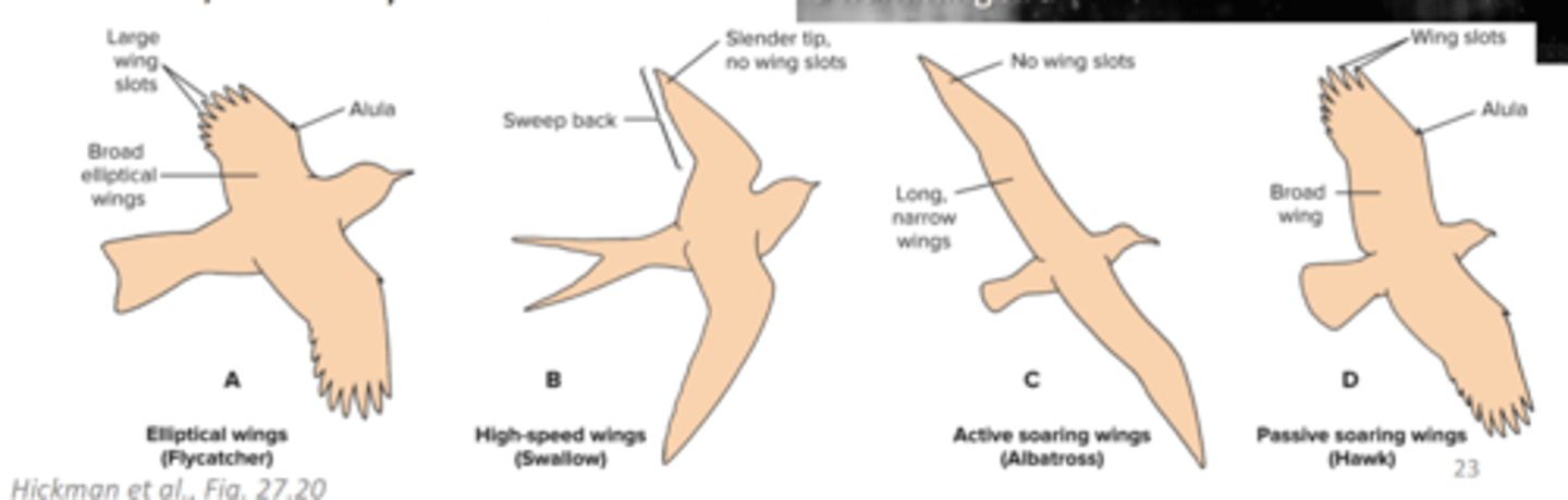 <p>what are the four types of wing forms</p>