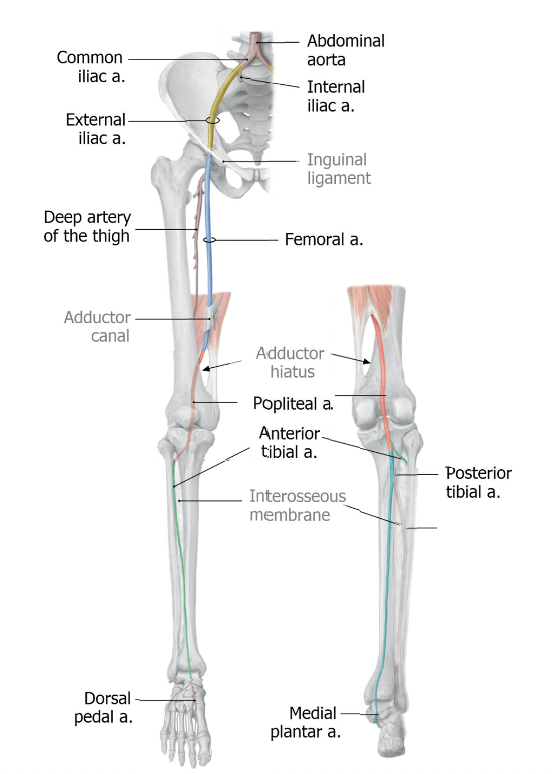 <p>ALL blood starts of in the:</p><ul><li><p><mark data-color="red">Abdominal Aorta</mark></p></li></ul><p>AA then bifurcates to form the:</p><ul><li><p><mark data-color="blue">L and R common Iliac arteries</mark></p></li></ul><p>These bifurcate again to form:</p><ul><li><p><mark data-color="yellow">Internal and external Iliac artery</mark></p></li></ul><p>external becomes:</p><ul><li><p><mark data-color="green">Femoral artery</mark></p></li></ul><p>Femoral goes through the Adductor canal, then through a hole called adductor hiatus to become:</p><ul><li><p><mark data-color="red">popliteal artery</mark> (back of the knee)</p></li></ul><p>popliteal artery bifurcates to form:</p><ul><li><p><mark data-color="red">anterior tibial artery</mark></p></li></ul><p>This sneaks through interosseous membrane and comes round to the anterior aspect and becomes:</p><ul><li><p><mark data-color="blue">the dorsal pedal artery</mark> (top of foot)</p></li></ul><p>The other branch off popliteal is the:</p><ul><li><p><mark data-color="yellow">posterior tibial artery</mark></p></li></ul><p>which runs along the interosseous membrane to become:</p><ul><li><p><mark data-color="green">the medial plantar artery</mark>  (bottom of foot)</p></li></ul><p>This gives off a branch called:</p><ul><li><p><mark data-color="red">fibular artery</mark> (supplies the lateral aspect the shank)</p></li></ul>