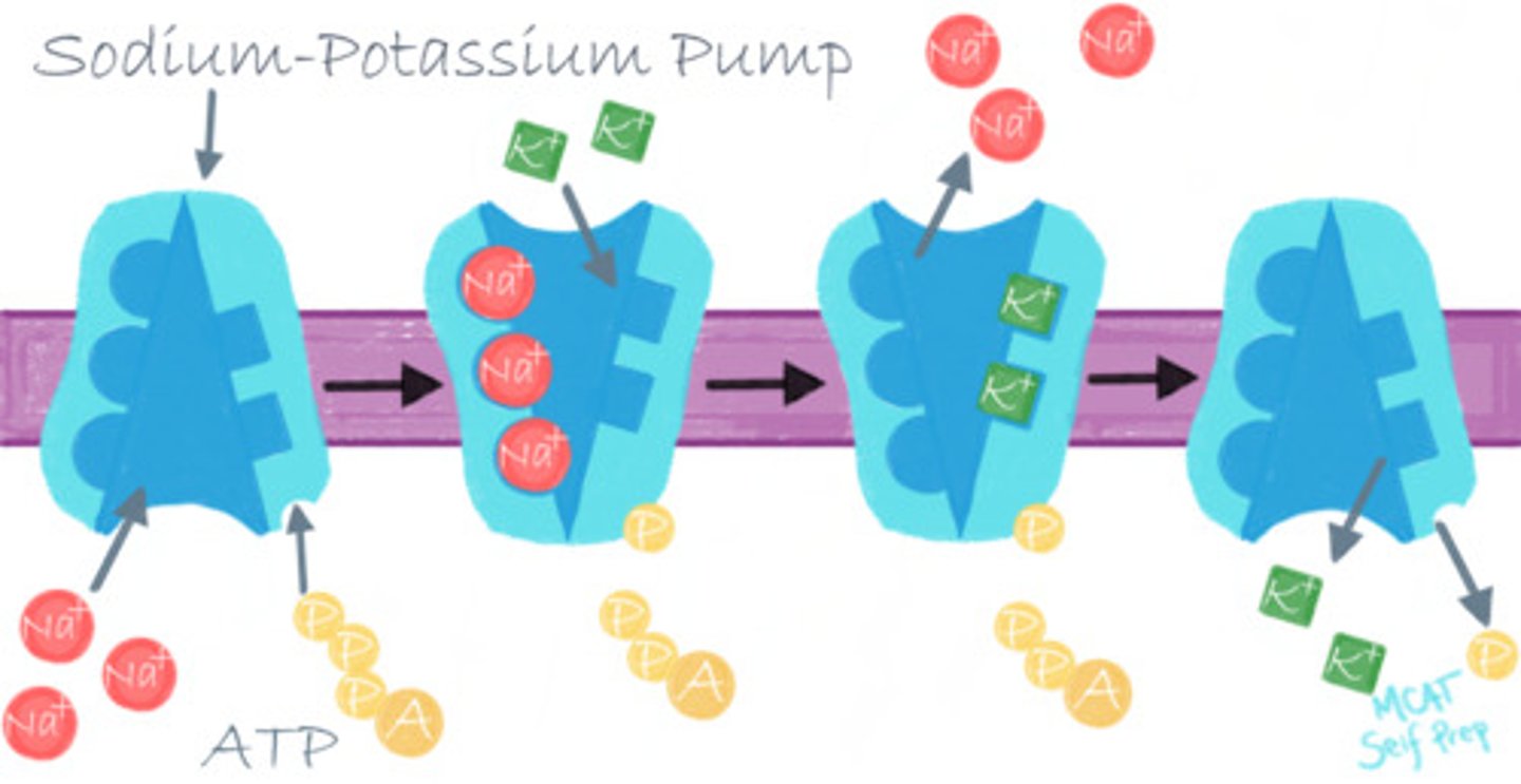 <p>The Na+/K+ ATPase would not function without ATP as that provides the energy it needs.</p>