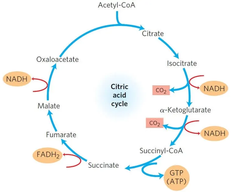 <p>The carbon atoms from acetyl-CoA.</p>
