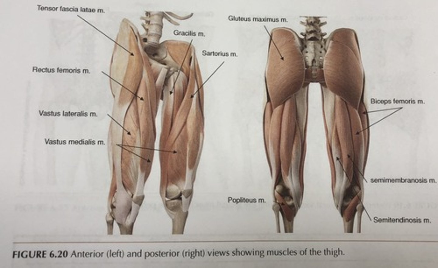 <p>Divided into anterior, medial, and posterior compartments</p>
