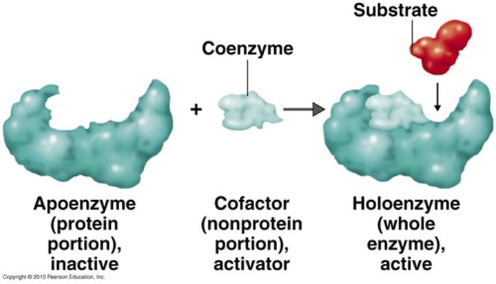 <p>- organic cofactor</p><p>- Non-protein helpers that may be bound tightly to the enzyme as a permanent resident, or may bind loosely and reversibly along with the substrate.</p>