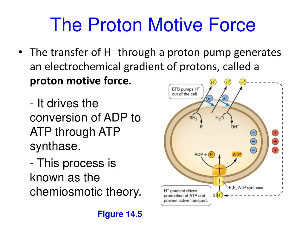 <p>proton-motive force </p>