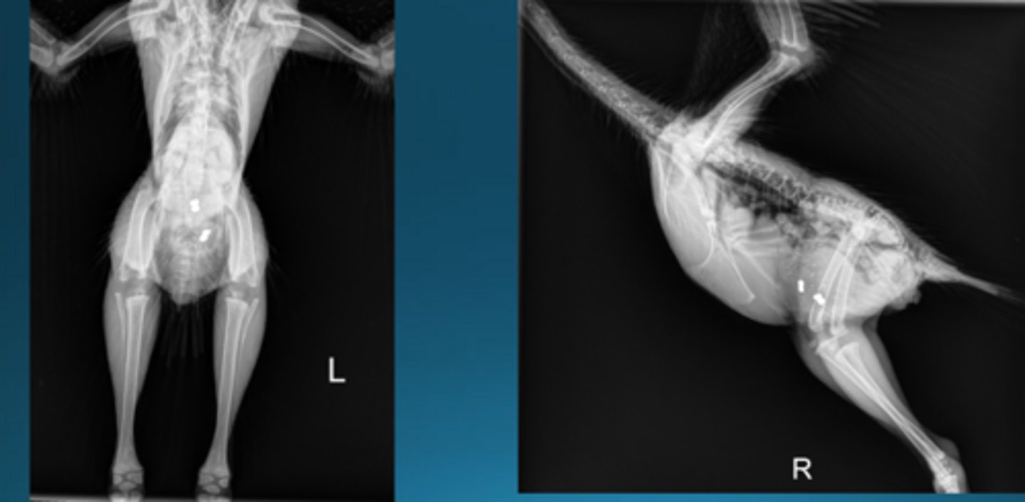 <p>A 4 month old peahen is presenting with seizures and you get this radiograph. What do you see and what can you do?</p>