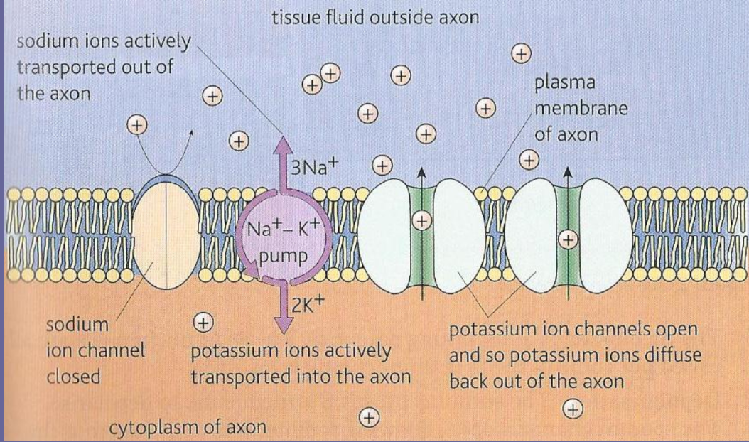 ion channels in the neurone membrane - NON MYELINATED resting potential