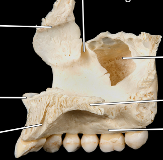 knowt flashcard image
