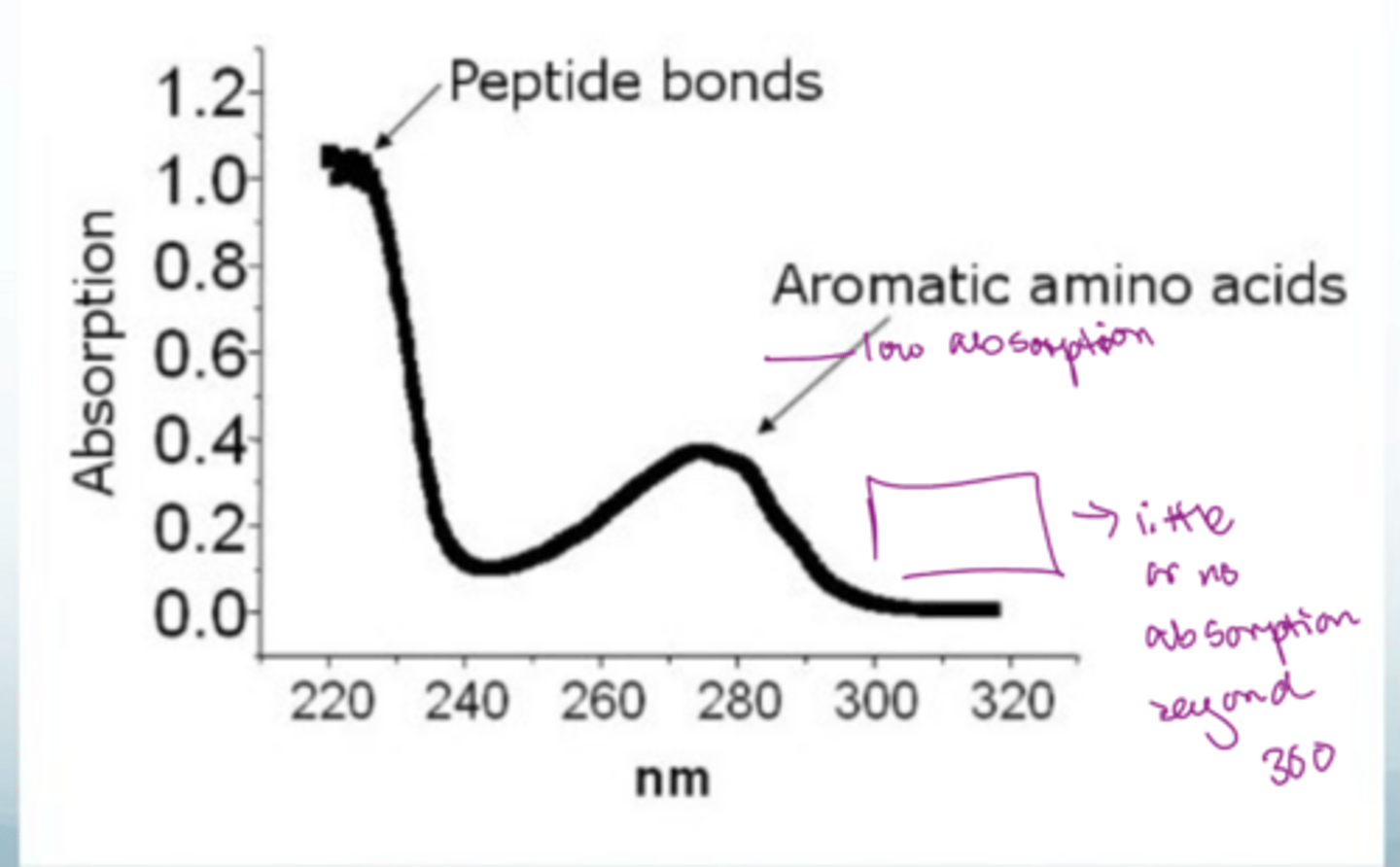 <p>Peptide bonds dominate because there are so many but at a low nm</p><p>Aromatic amino acid have a second peak at a low absorption but a high nm</p><p>Little or no absorption beyond 300 nm</p>